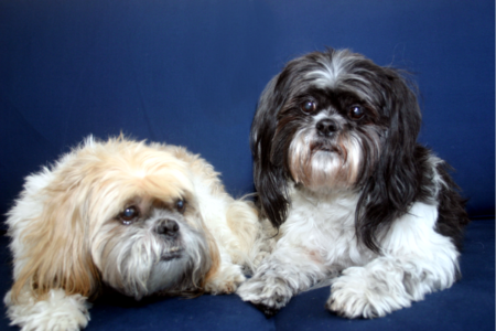 Sherlock Holmes & Professor Moriarty. Shih Tzu brothers who came into this world on the same day. And also left this world within seconds of each other for the nest world?