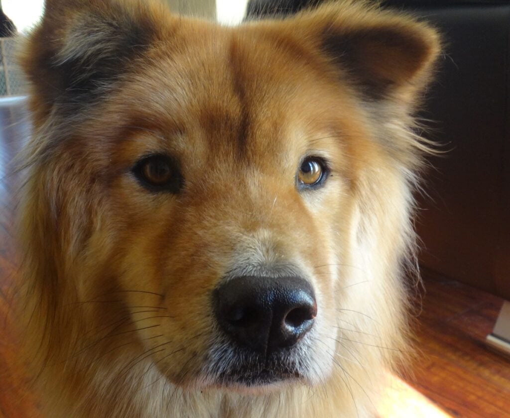 my late mixed Chow-German Shepherd dog. He looks so trusting.