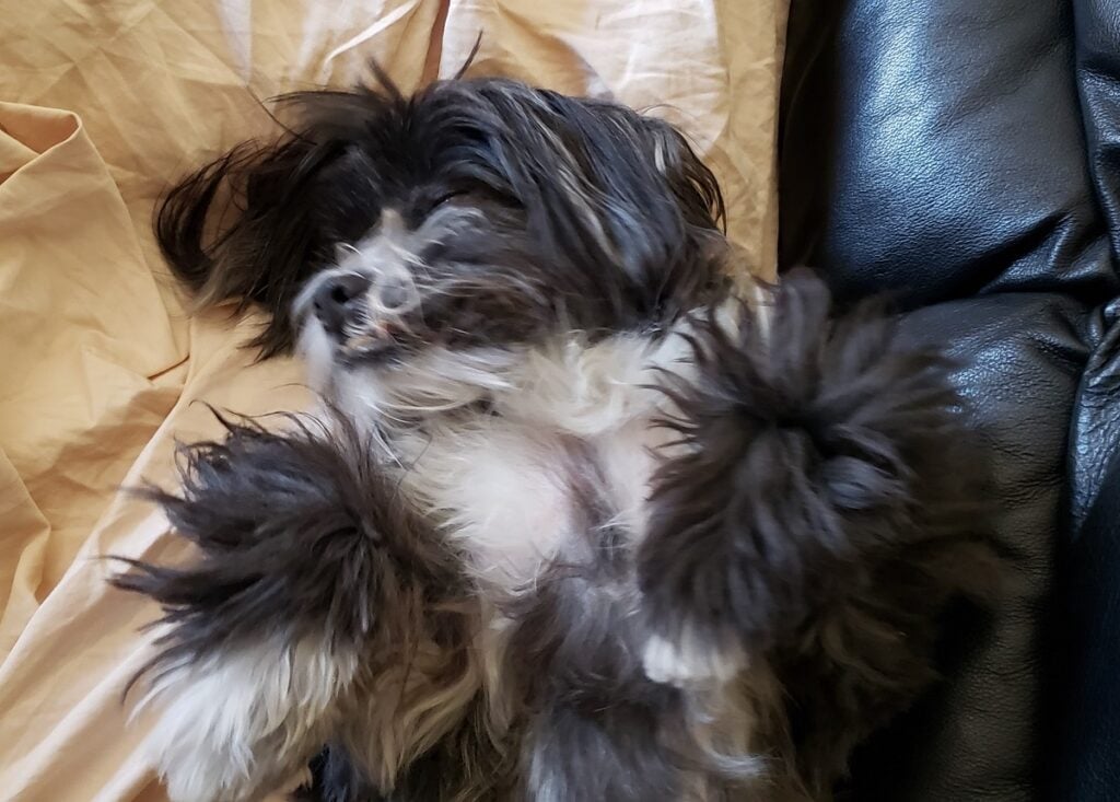 Donnie, a Havanese dog: One of the canine family members who are part of: God Prepared Me for Cancer Through Three Special Dogs