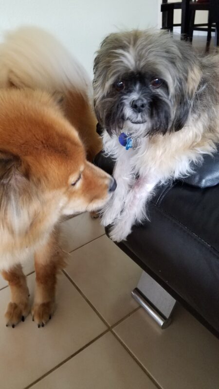 Pic of 2 dogs, a Shih-Tzu, who had cancer, laying on a couch getting sniffed by a Chow-German Shepherd mix.