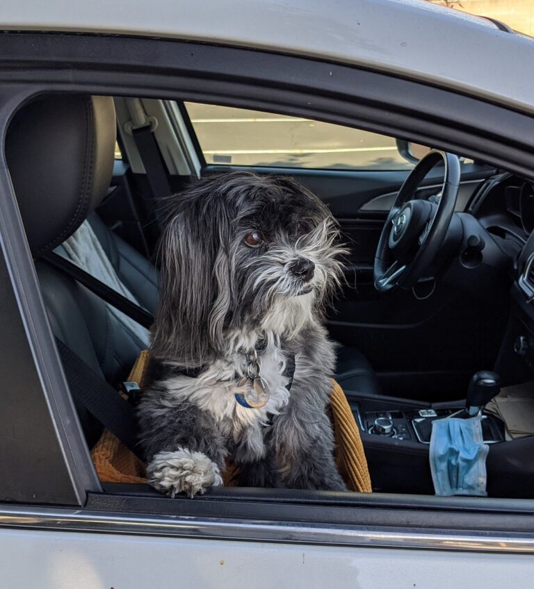 Donnie, a Havanese dog: One of the canine family members who are part of: God Prepared Me for Cancer Through Three Special Dogs