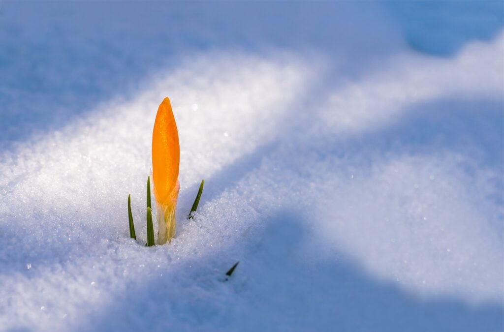 A tiny bit of green rising up through snow covered ground. Impossibly, a bright orange flower is already sticking out of the snow above the little plant.