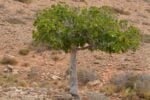 a lone fig tree the side of a dirt hill.  It has leaves, but no figs.
